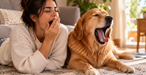 Quando um cachorro boceja depois de ver uma pessoa bocejar, pesquisadores tratam o fenômeno como contágio comportamental, mas não como prova automática de empatia