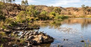 Tartarugas de água doce prosperam apenas meses depois de um lago no interior estar à beira de secar