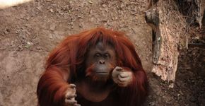 Vídeos mostram reações de animais