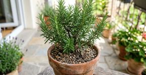 O alecrim é resistente a tudo, mas nunca o deixe perto de plantas que amam muita água