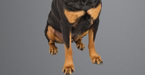 Guia ajuda a escolher o melhor cachorro para seu apartamento