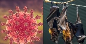 Foto: (Gilnature/Paulo Imperio Ferraz Ribeiro da Silva/istock)