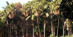 Boxe, pilates e yoga de graça no Parque da Água Branca