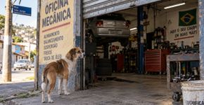 Cachorro aparece sozinho na porta de uma oficina, retorna ao mesmo lugar durante 12 manhãs e faz os funcionários descobrirem uma história que ninguém no bairro conhecia