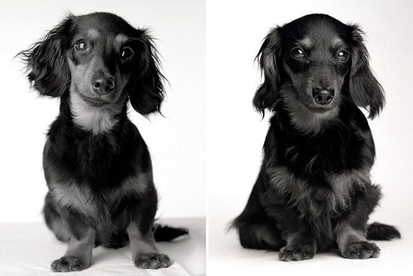 Lily, a cadela da fotógrafa, aos oito meses e aos dois anos (Divulgação/Amanda Jones)