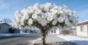 A árvore perfeita para a sua calçada, muito resistente e com flores esplêndidas que atraem muitos beija-flores
