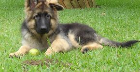 Filhote de cachorro atira no dono que tentava matá-lo