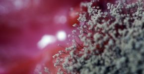 Foto: (BobYue/istock)