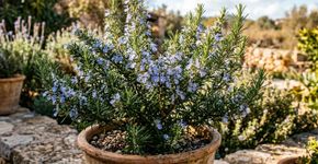 Melhores plantas companheiras para o alecrim no jardim