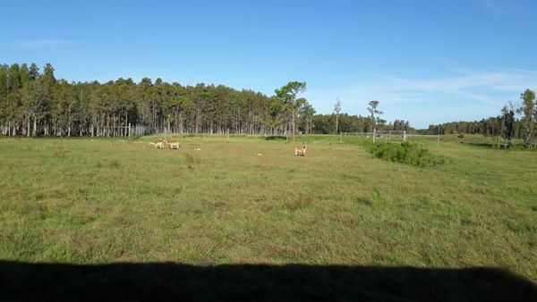 Safari Wilderness Ranch