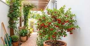 O banquete vermelho que nasce na sombra: frutinhas suculentas que são pura vitamina e um visual de cinema para a sua área de lazer