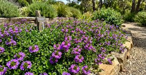 A planta australiana mais resistente para cultivar no canteiro: como cuidar e prolongar a floração
