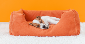 6 dicas para acostumar o filhote a dormir na caminha dele