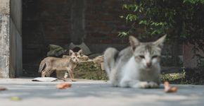Foto: (Pragyan Bezbaruah/Pexels)