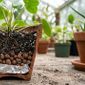 Da redação: Colocar papel-alumínio no fundo do vaso de plantas: o que significa e para que serve