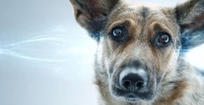 Por que os cães inclinam a cabeça? Descubra a ciência