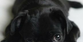 Leve um novo amigo para casa na Feira de Adoção da Matilha Cultural