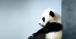 Os fatos dos mundo animal que podem (ou não) mudar seu dia