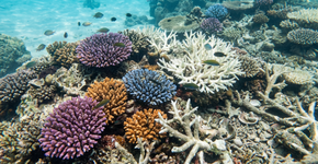 Cientistas de Okinawa encontram o “gatilho biológico” que afetou os oceanos e avisam que o processo está se repetindo em 2026