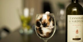 12 fotos que provam que gatos conseguem dormir em qualquer lugar