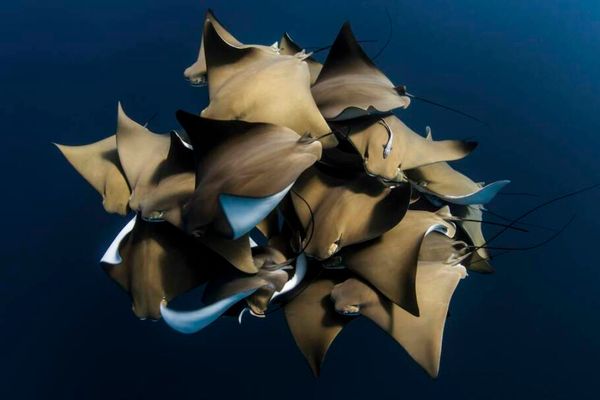 Raias nadam em Ningaloo, no litoral oeste da Austrália