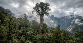 Uma árvore de 84 metros ficou escondida por anos nas montanhas de Taiwan até que pesquisadores conseguiram encontrá-la