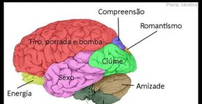 Ilustrações mostram como seria o (provável) cérebro de cada signo
