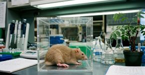 Cientistas testam molécula vegetal contra artrite reumatoide e descobrem um mecanismo inesperado que reduz inflamação e danos nas articulações de ratos