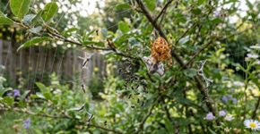 Caso as aranhas sumissem subitamente da Terra, o alívio imediato que muitos indivíduos experimentariam teria pouca duração, visto que a lacuna ecológica e biológica deixada por elas seria extremamente grave