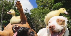 Cães resgatados ‘adotam’ dois patinhos abandonados