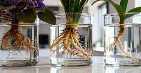 Três plantas aquáticas que precisam de poucos cuidados e são perfeitas para decorar sua casa por dentro