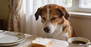 Aprendi tarde de mais que nunca se deve dar pão pro cachorro