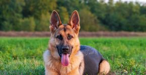 Cão de guarda: 10 melhores nomes para cachorros protetores