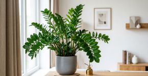 Zamioculca: 5 vantagens de ter essa planta em casa e como estimular novos brotos