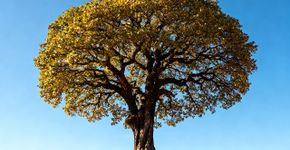Poucas pessoas sabem, mas a árvore mais resistente e robusta do mundo cresce nesta região