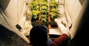 THC University ensina a cultivar maconha em casa