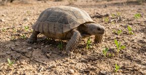 Tartarugas foram soltas para conter o avanço do deserto: cinco anos depois, imagens de satélite mostram manchas verdes