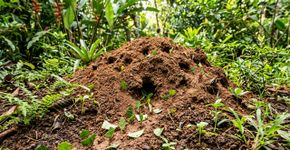 Se você achar um formigueiro de saúva em seu jardim, nós lhe diremos o que isso significa e por que é algo bom