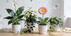 Plantar essas quatro belas plantas em casa não só agrada aos olhos, como também ajuda a eliminar germes e mofo