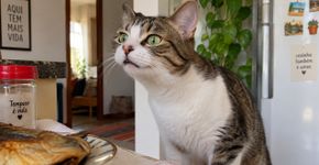Não é nojo: por que alguns gatos ficam de boca aberta depois de cheirar algo