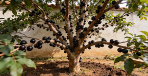 A técnica infalível para acelerar o crescimento da amora e encher o quintal de fruta