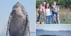 Baleia agradece família que a salvou da rede de pesca