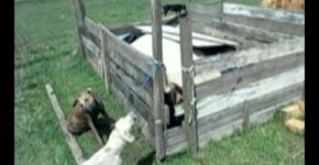 Homem é condenado a 28 anos de prisão por torturar e matar cães