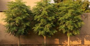 A árvore que cresce num instante, perfeita para criar privacidade no seu jardim durante o verão