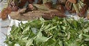 O uso da Ayahuasca em rituais sagrados