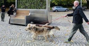 Árvore tecnológica consegue filtrar o ar poluído