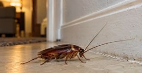 Nem água sanitária, nem querosene: 6 métodos usados contra baratas que podem criar outros riscos dentro de casa