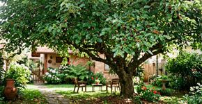 A fruta que antes era esquecida no sítio, hoje dá sombra e atrai passarinhos no quintal de casa
