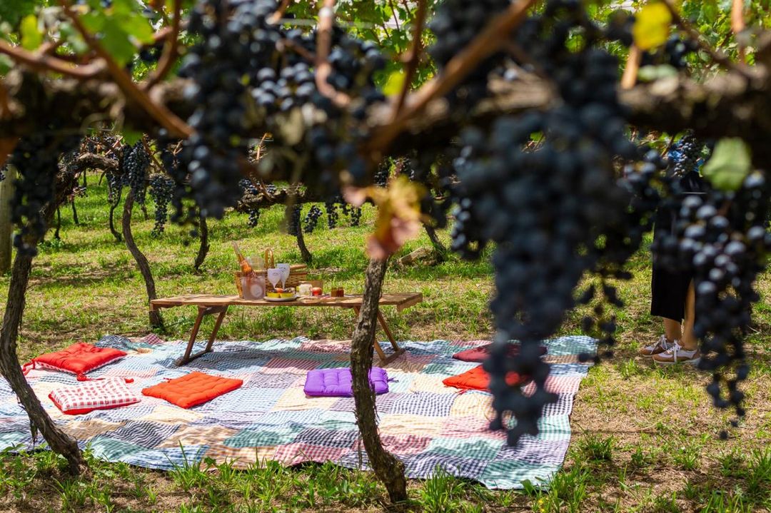 Vinícolas da Serra Catarinense oferecem diversas atrações além do vinho