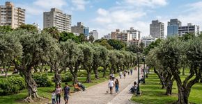 A cidade da América do Sul que respira graças a mil árvores de oliva plantadas no século XVII